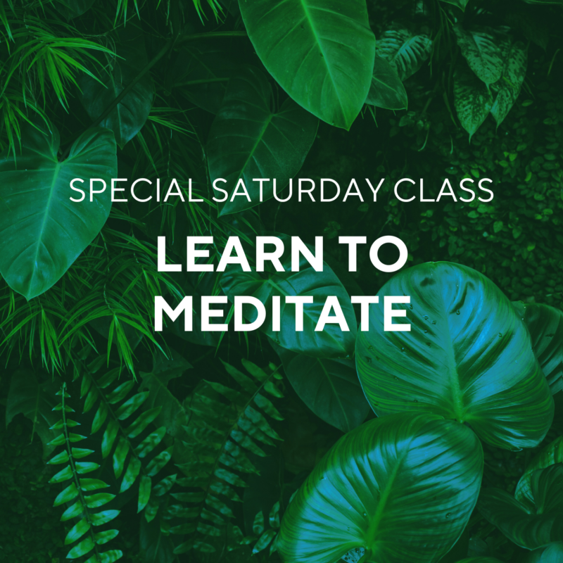 jungle background uncontrolled mind learn to meditate