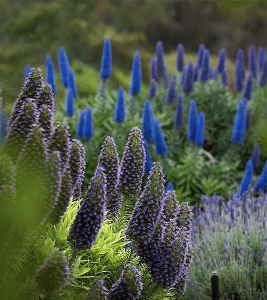 palos-verdes-meditation-class-lavendar-gardens